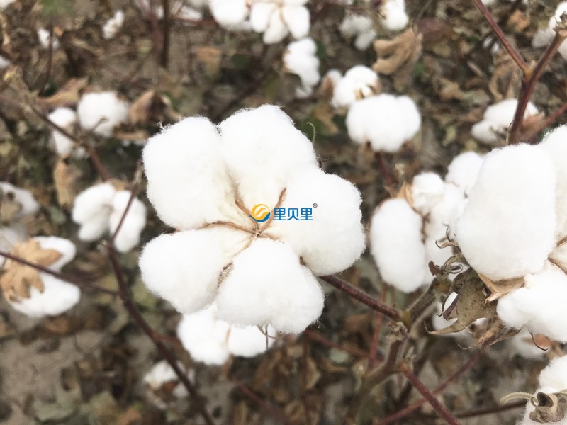 棉花怎么種植