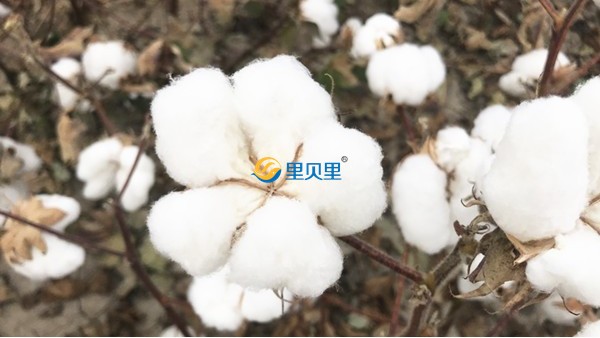 棉花怎么種植？想和新疆棉花一樣高產往兒這看