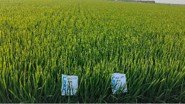 水稻如何施肥高效又高產-水稻田