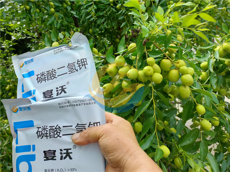磷酸二氫鉀-宴沃冬棗
