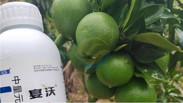 鈣肥，作物增產(chǎn)提質(zhì)的好幫手