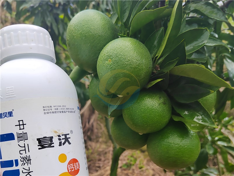 鈣肥-宴沃柑橘