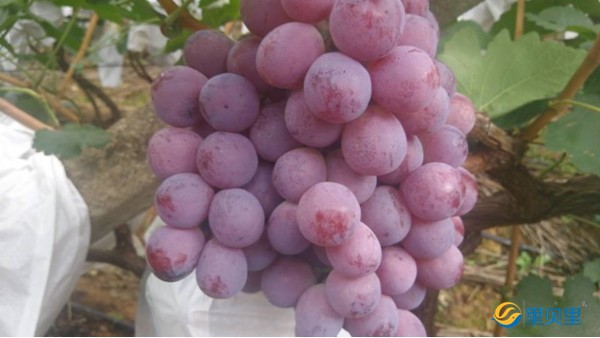 <i style='color:red'>葡萄水溶肥</i>廠家怎么選？質(zhì)量售后做好才是硬道理