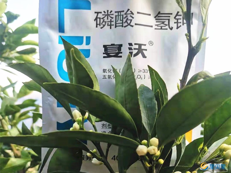 鉀肥