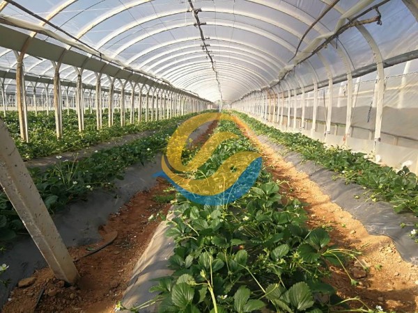 種草莓用什么肥料好？-宴沃