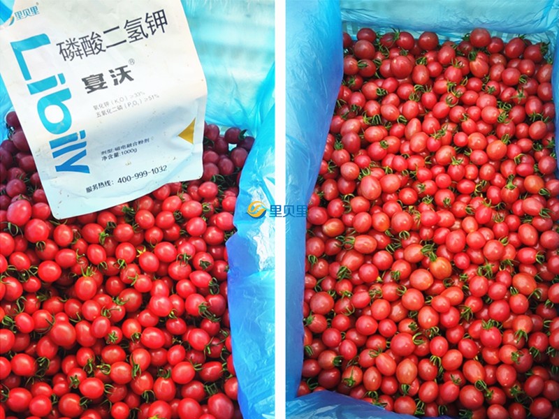 磷酸二氫鉀在圣女果上使用