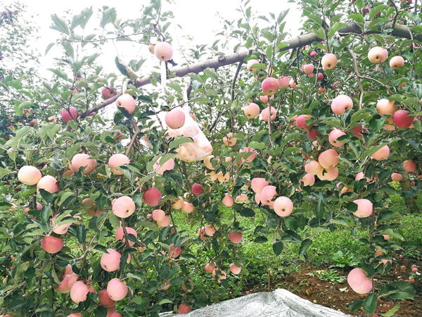 大量元素<i style='color:red'>水溶肥的作用</i>你知道嗎？