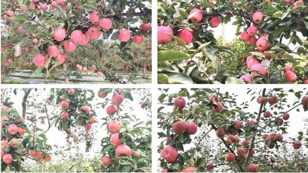 <i style='color:red'>水溶肥怎么用</i>？什么時候用