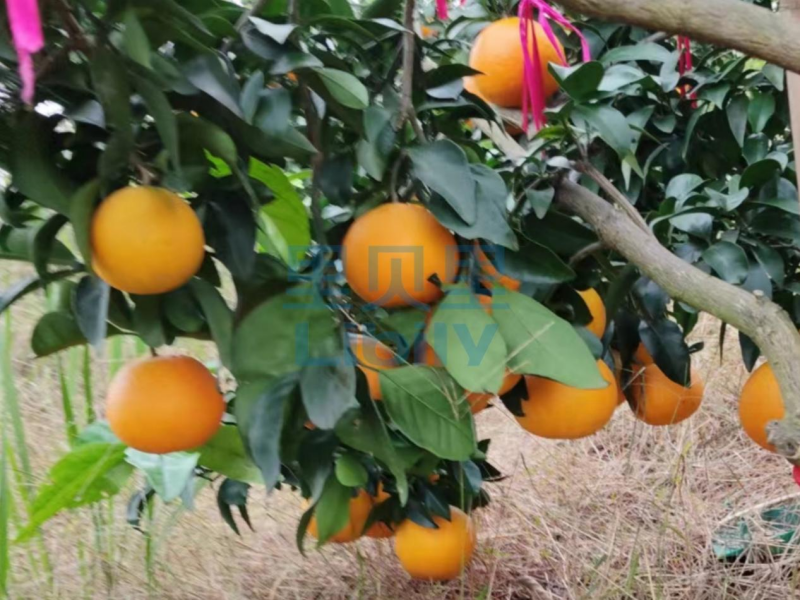 水溶肥，袁總認(rèn)可里貝里宴沃