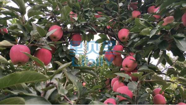 鈣肥-里貝里宴沃蘋果