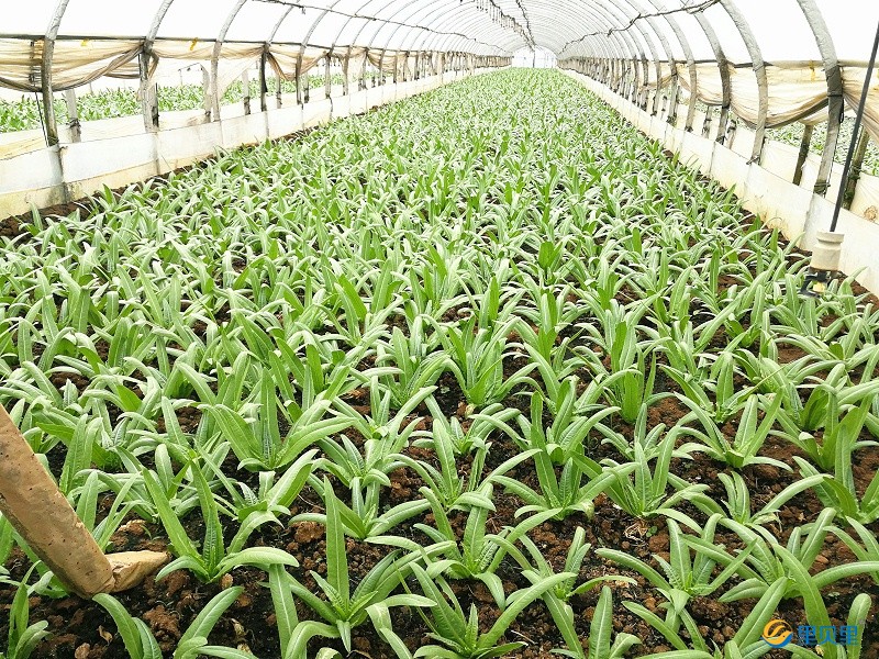 生根劑-蔬菜使用宴沃水溶肥