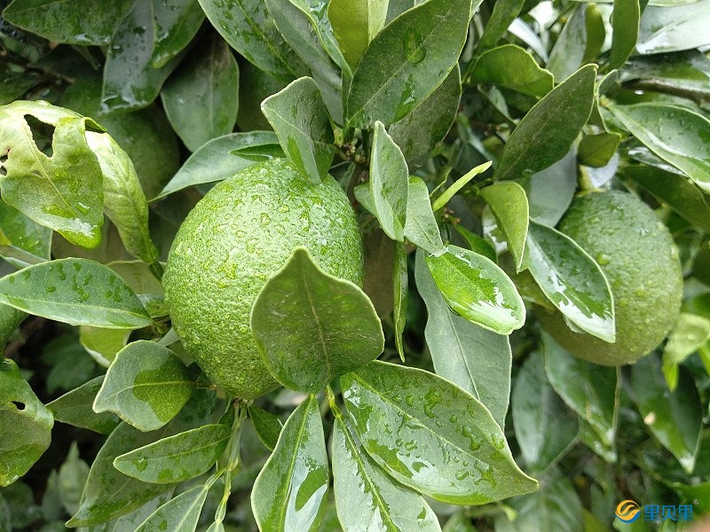 水溶肥生產(chǎn)廠家-臍橙使用宴沃水溶肥效果