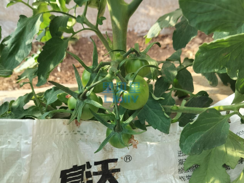 水溶肥廠家，王總認(rèn)準(zhǔn)里貝里
