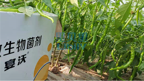 水溶肥，辣椒增產(chǎn)施肥方案