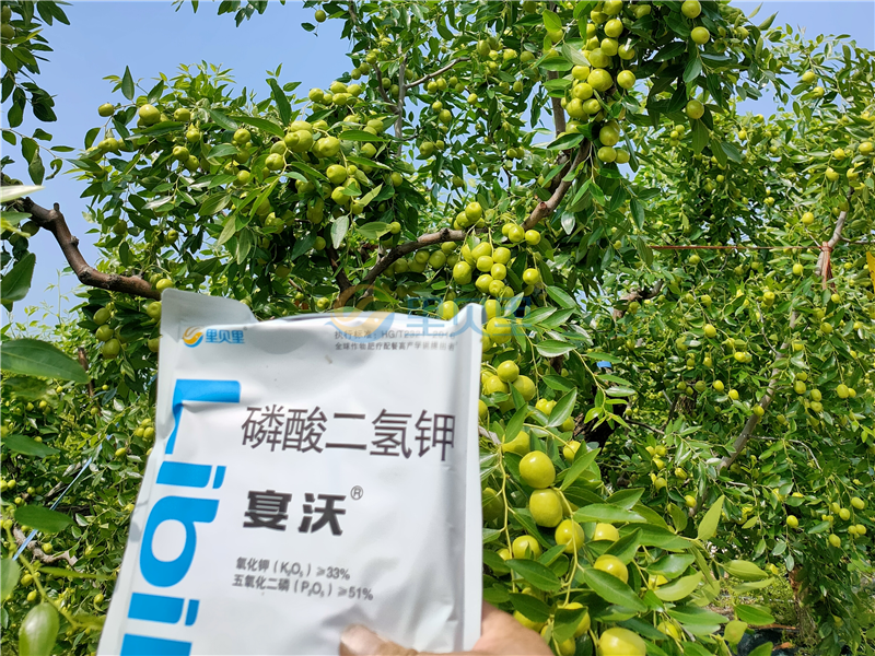 水溶肥-宴沃大棗