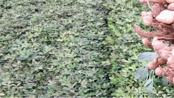 花生種植后如何管理？
