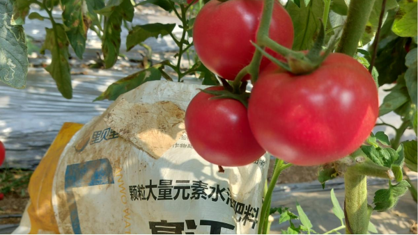 西紅柿追肥—遼寧番茄