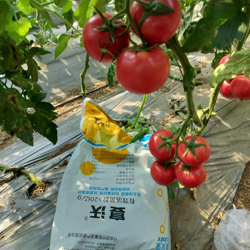 西紅柿追肥—遼寧
