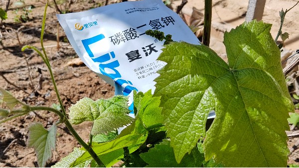 磷酸二氫鉀-湖南葡萄