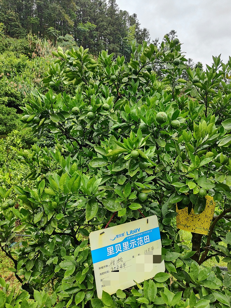 水溶肥廠家—福建張總