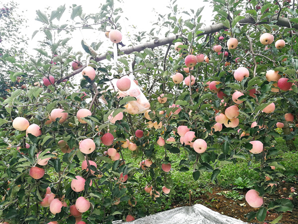 大量元素<i style='color:red'>水溶肥的作用</i>，你知道嗎？