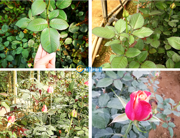 <i style='color:red'>玫瑰花的肥料</i>有哪些？一篇文章就搞定！