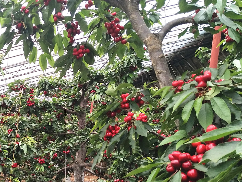 磷酸二氫鉀哪個(gè)品牌好