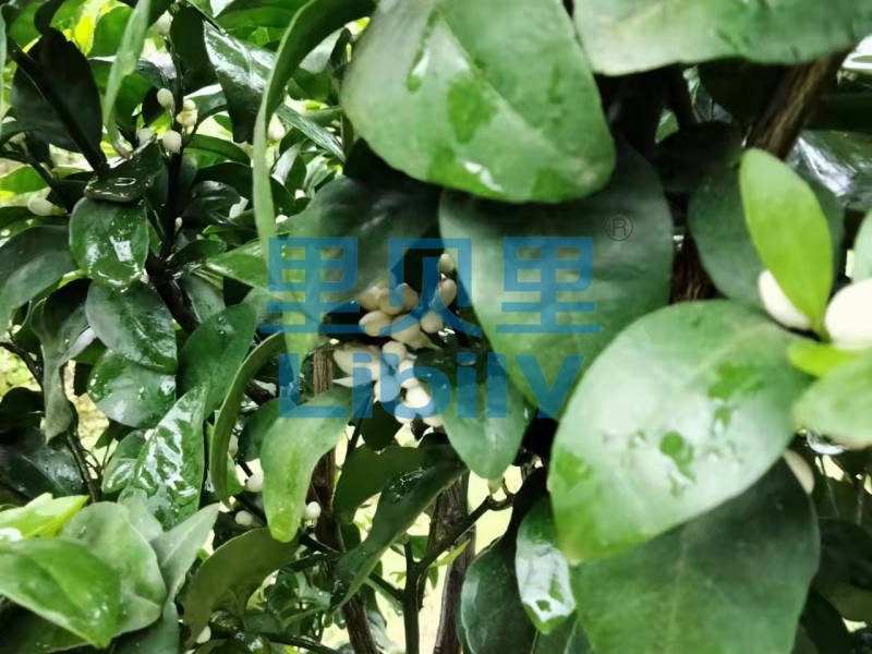 微生物菌劑-宴沃柑橘2