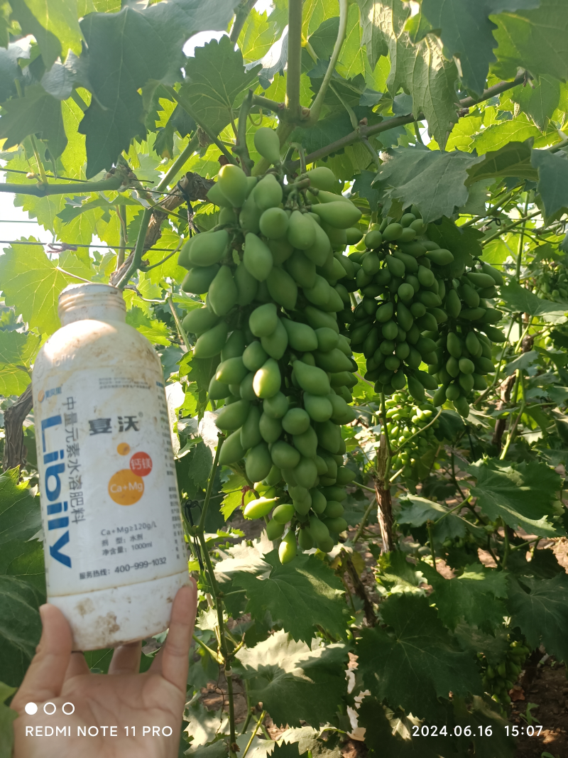 葡萄施肥用什么好-葡萄噴施鈣鎂