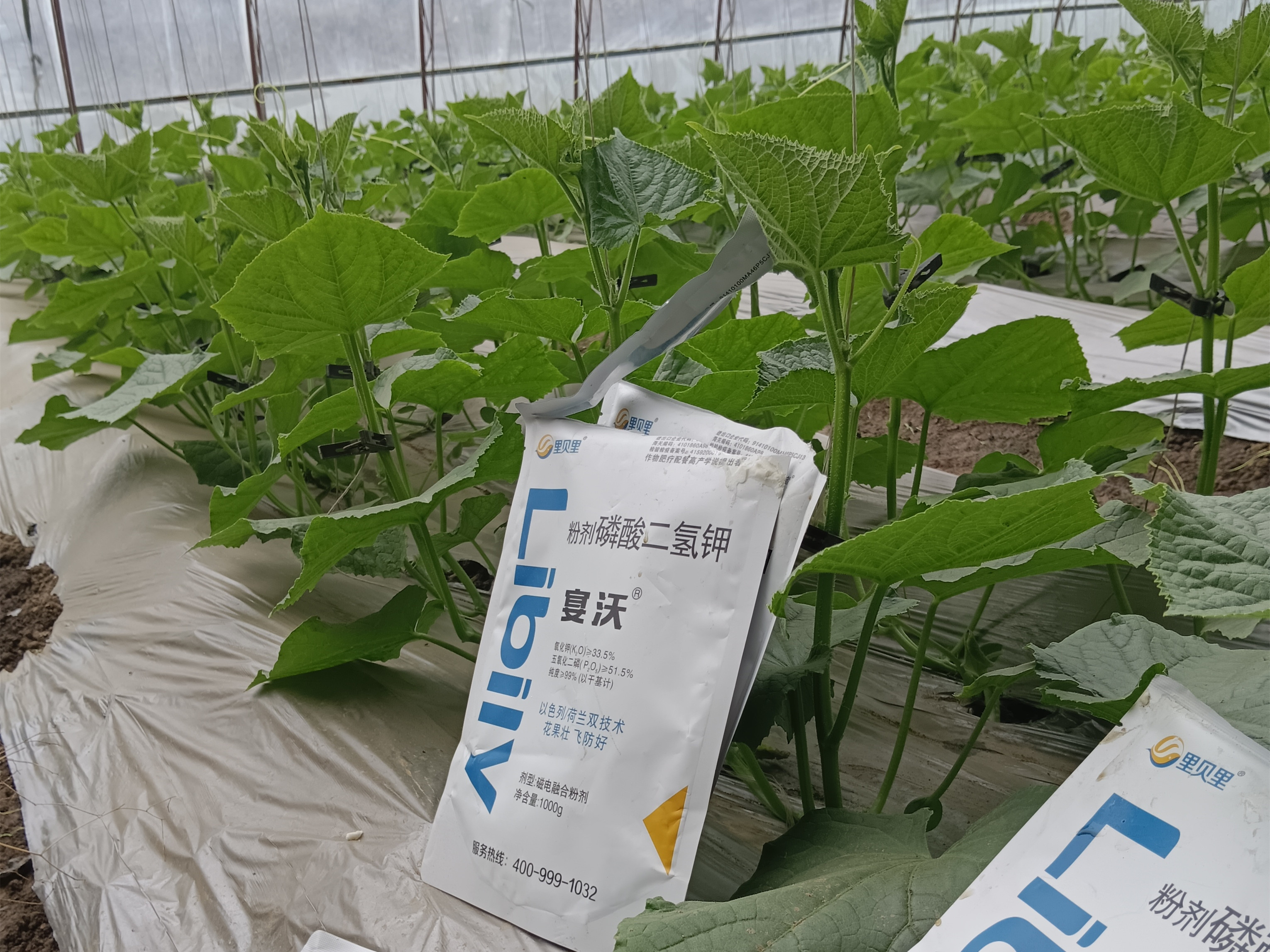 黃瓜水溶肥優(yōu)質(zhì)施肥方案