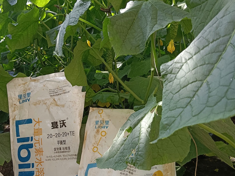 綏中何老板黃瓜