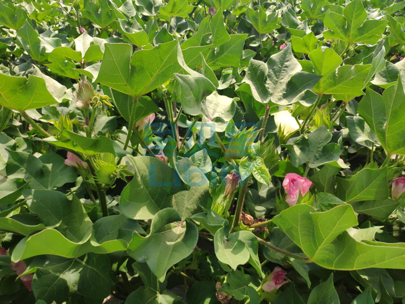 進口水溶肥-新疆棉花