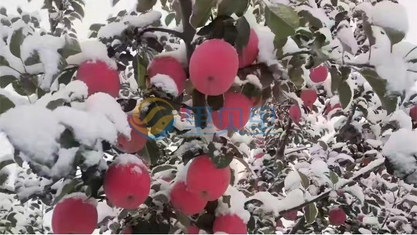 蘋果災(zāi)后如何進行管理-宴沃
