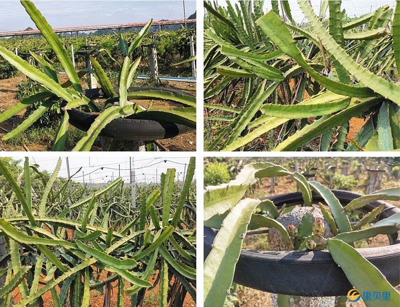 火龍果用什么肥防裂果