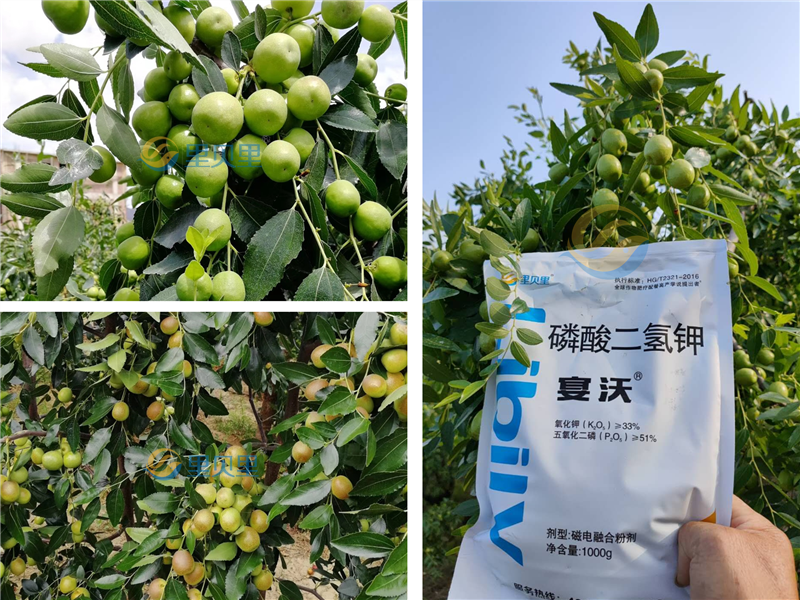 大量元素水溶肥品牌-宴沃大棗
