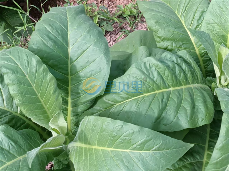 大量元素水溶肥品牌-宴沃烤煙