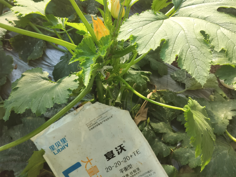 大量元素水溶肥—遼寧劉老板西葫蘆