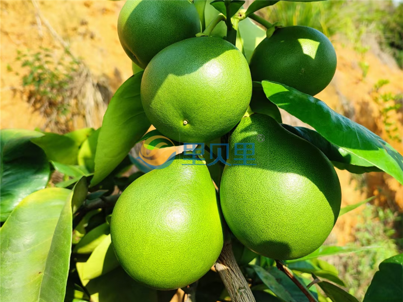 磷酸二氫鉀哪款效果好？你選對了嗎