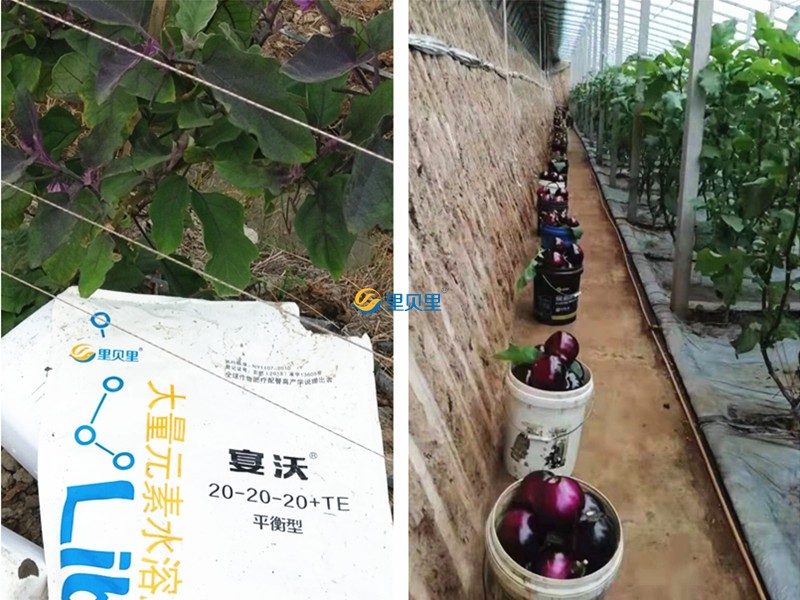 水溶肥宴沃在茄子上使用