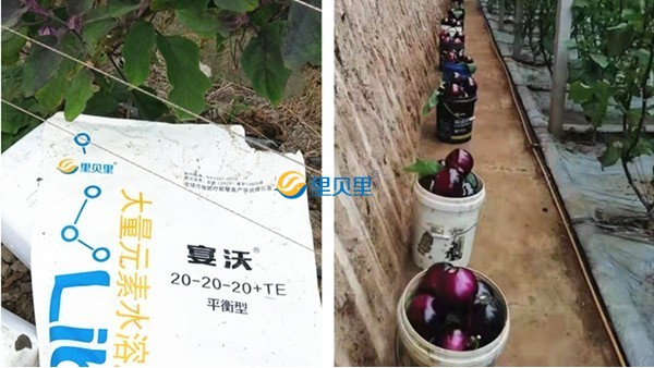 水溶肥市場亂？里貝里教你如何破局