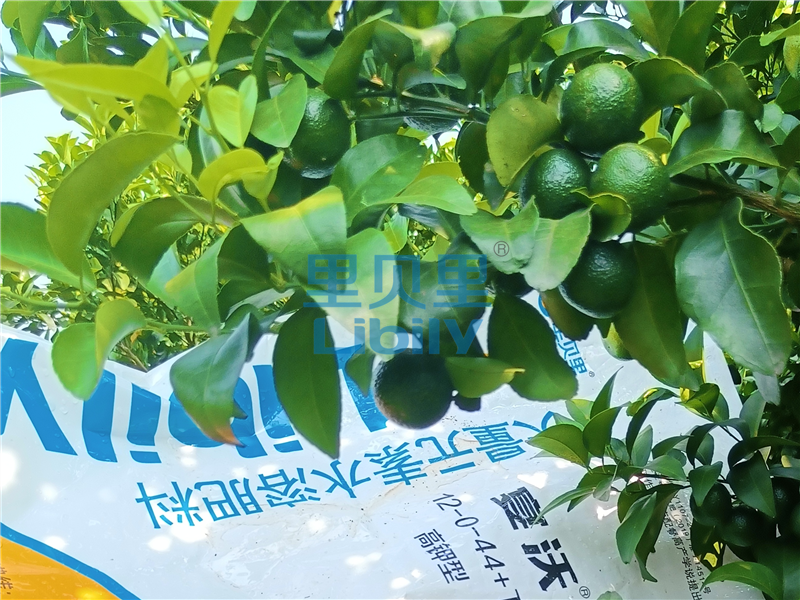 水溶肥廠家-宴沃柑橘