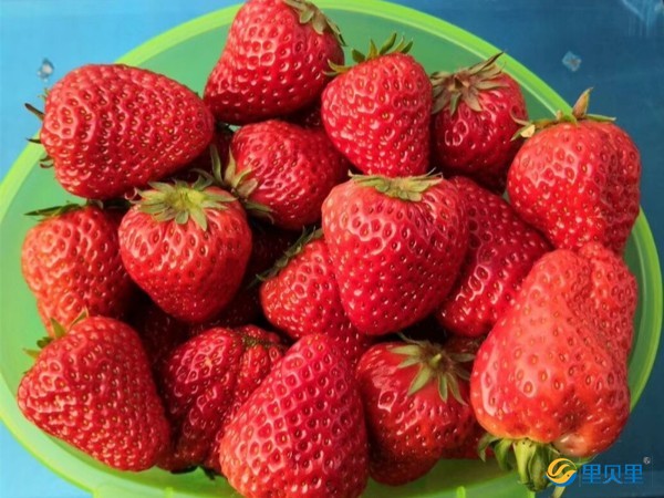 草莓<i style='color:red'>水溶肥什么牌子的好</i>？