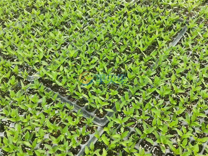 大量元素水溶肥品牌-宴沃辣椒