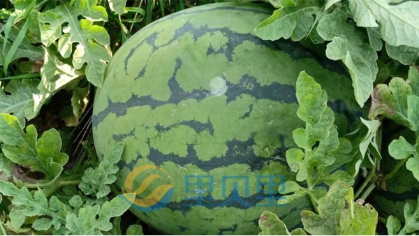 西瓜怎么施肥-里貝里