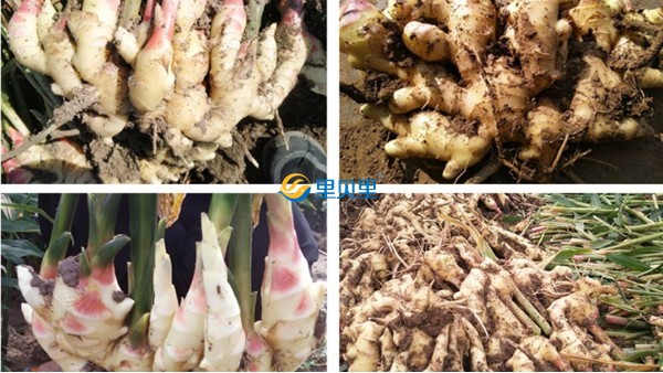 水溶肥,里貝里水溶肥好評(píng)如潮的原因是什么？