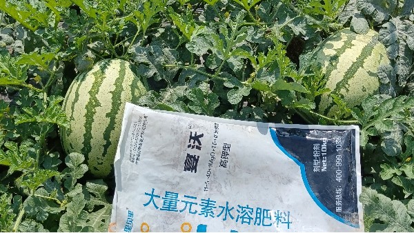 西瓜種植常見問題解決方案，經(jīng)銷商必看(上)