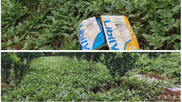 西瓜種植常見問題解決方案，經(jīng)銷商必看（下）