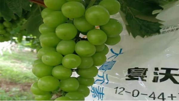 水溶肥選哪個(gè)用在葡萄上-宴沃葡萄