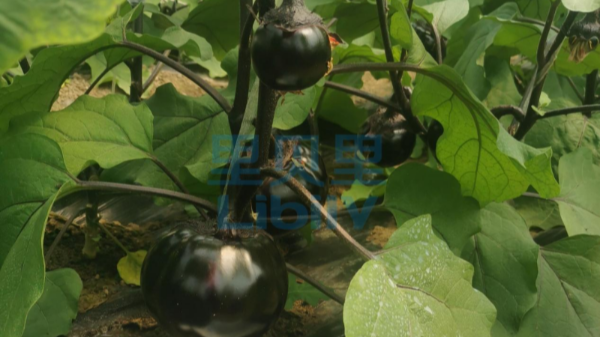 茄子用什么肥料比較好-宴沃河南茄子