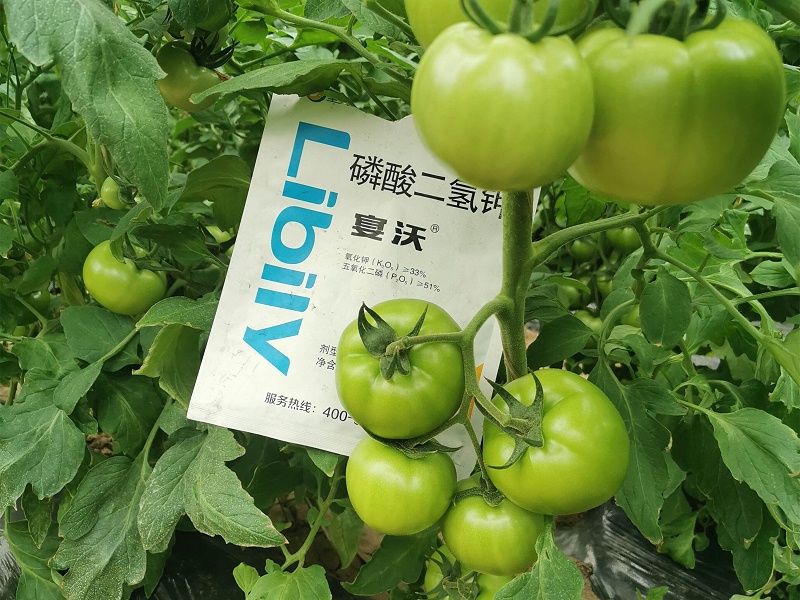 河南永城閆大哥